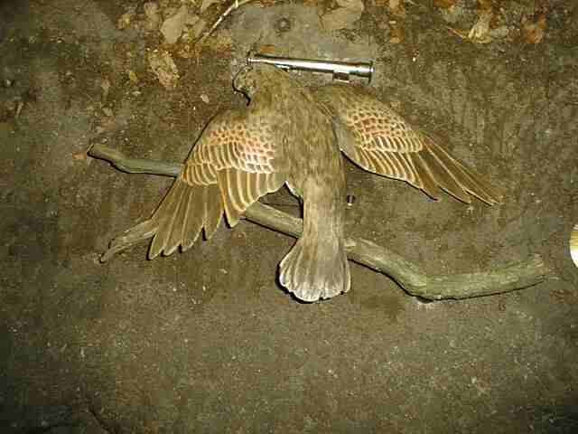 鳥の死骸